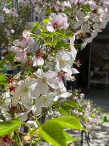 境内の桜