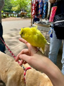 インコさん