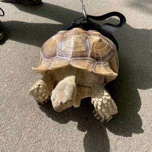 リクガメさん