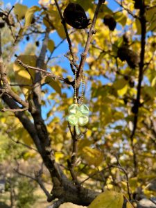 なんの葉っぱ…?